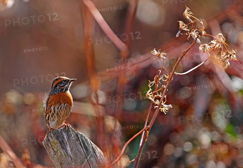 Red-breasted Accentor