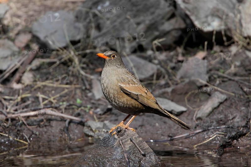 Grey-winged Blackbird