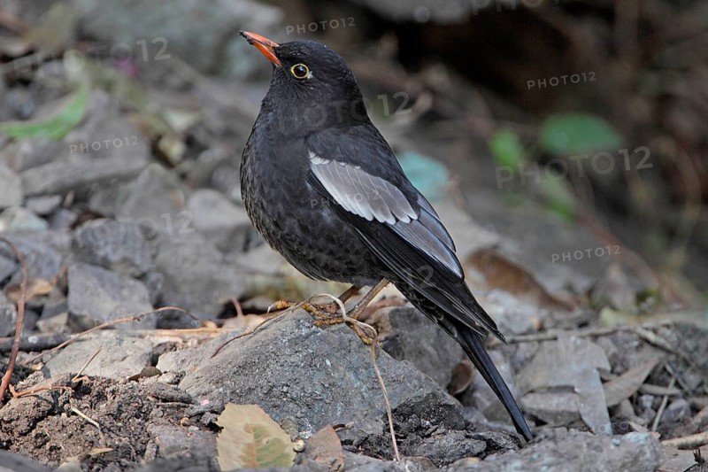 Grey-winged Blackbird