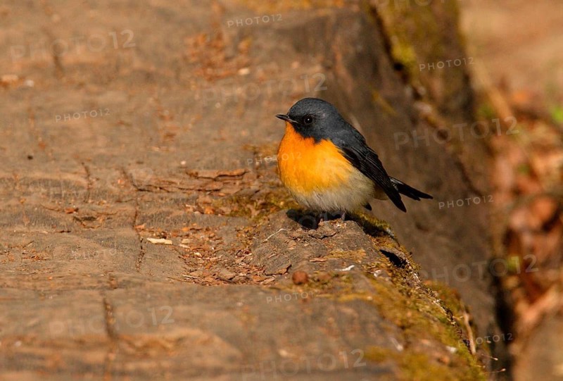 Snowy Flycatcher