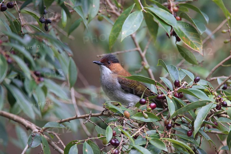 Chestnut Bulbul