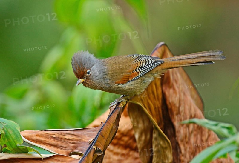 Red-fronted barwing
