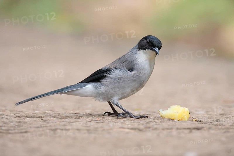 Black-headed Sibia