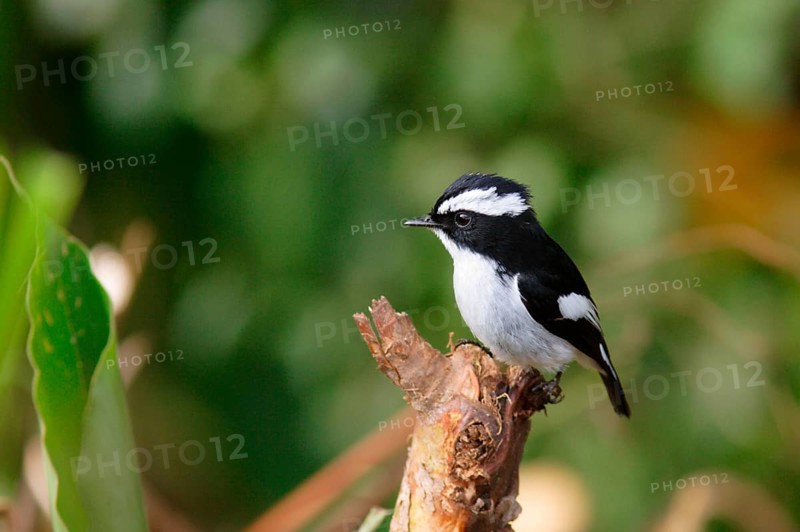 Flycatcher