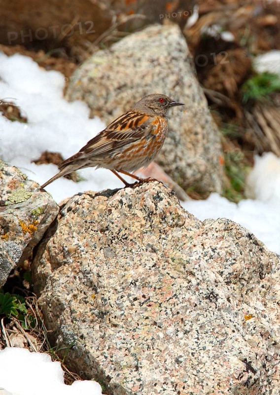 Himalayan Accentor
