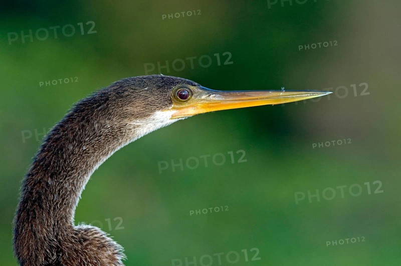 Anhinga