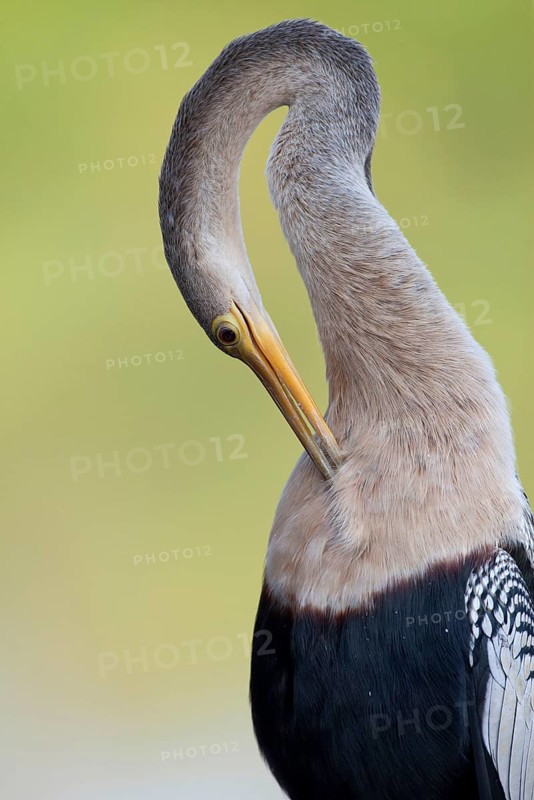 Anhingas