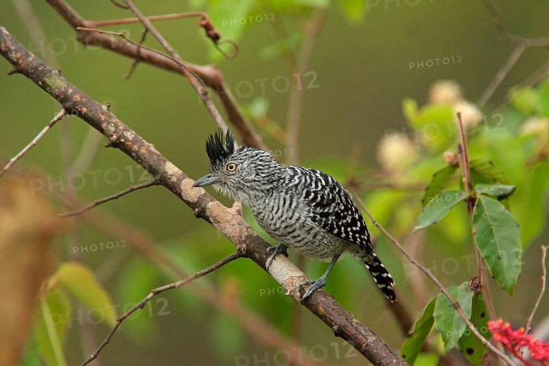 Barred Antshrike
