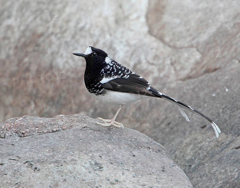 Spotted Forktail