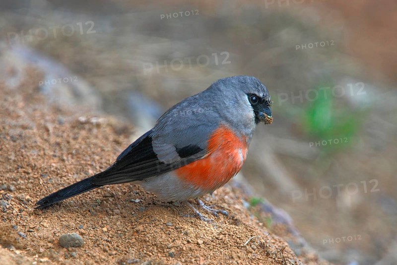 Grey-headed bullfinch