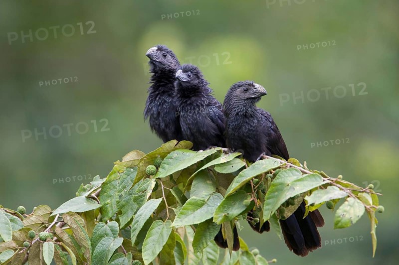Groove-billed ani