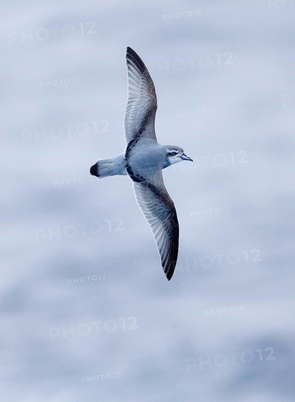 Pigeon Petrel