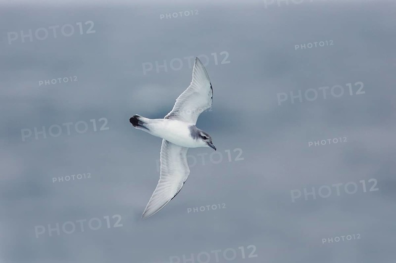 Pigeon Petrel