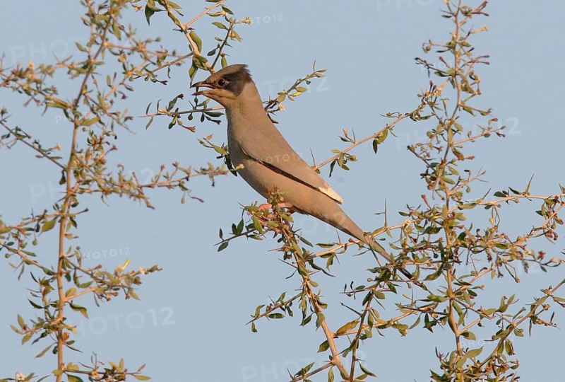 Grey Hypocolius