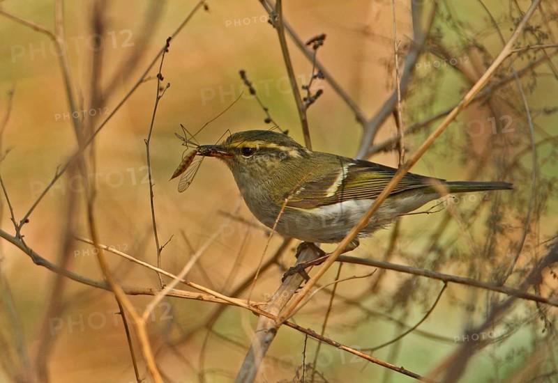 Pallas's Warbler