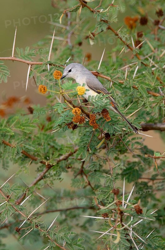 Small Minivet