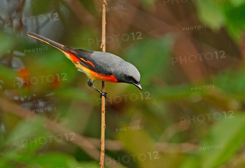 Small Minivet