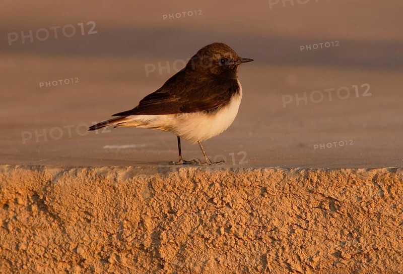 Pied Wheatear