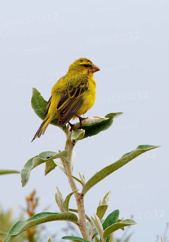 Brimstone Canary