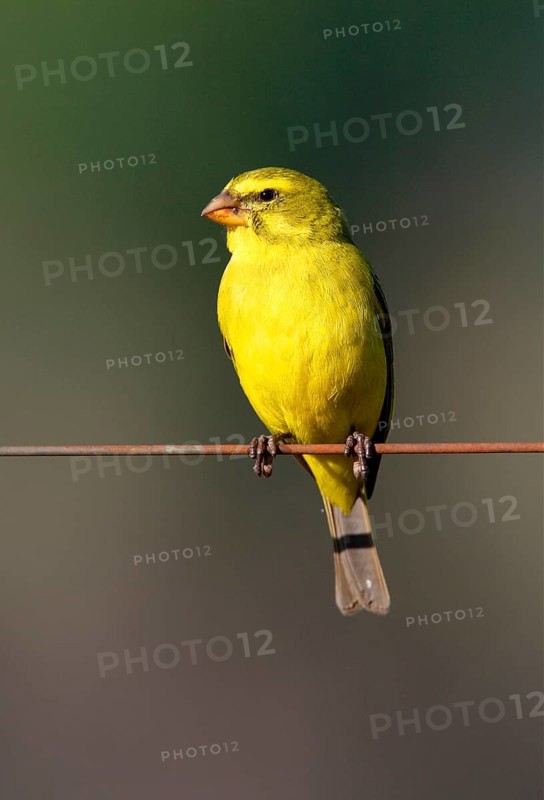 Brimstone Canary