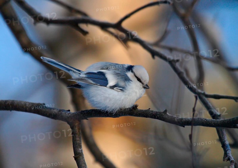 Azure titmouse
