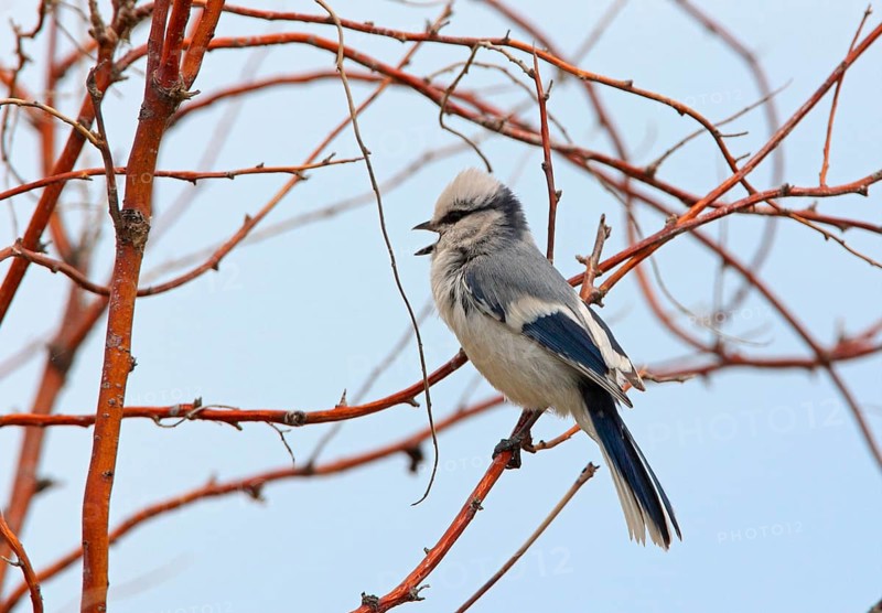 Azure titmouse