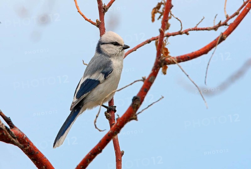 Azure titmouse