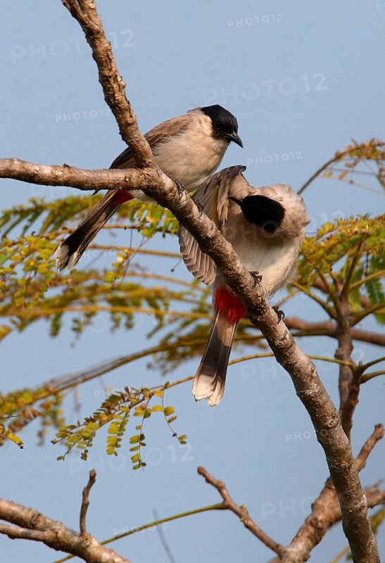Sooty-headed Bulbul