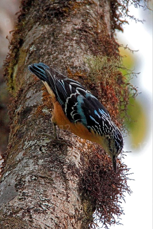Beautiful Nuthatch