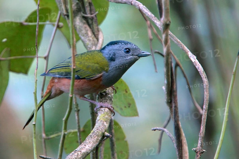 Black-headed Shrike-babbler