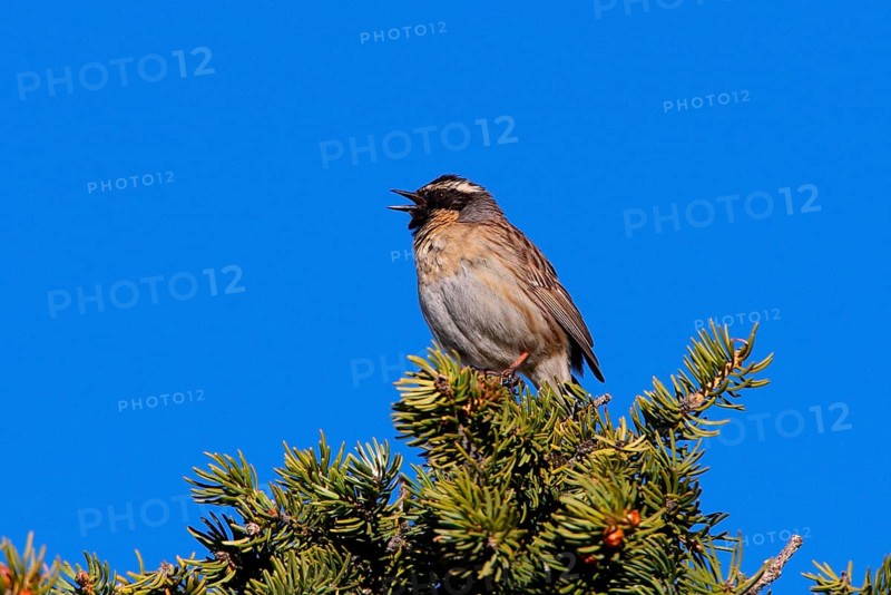 Black-throated Accentor