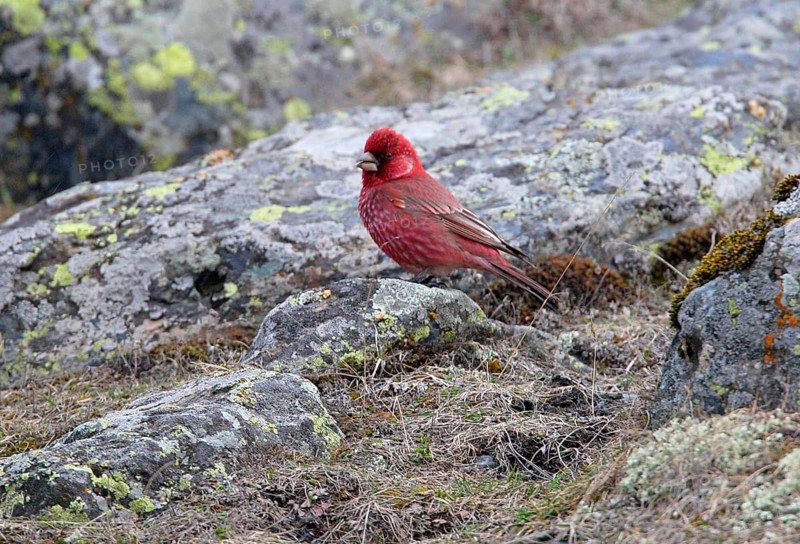 Great rosefinch