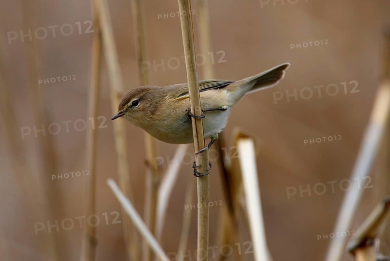Mountain Chiffchaff