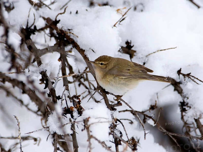 Mountain Chiffchaff
