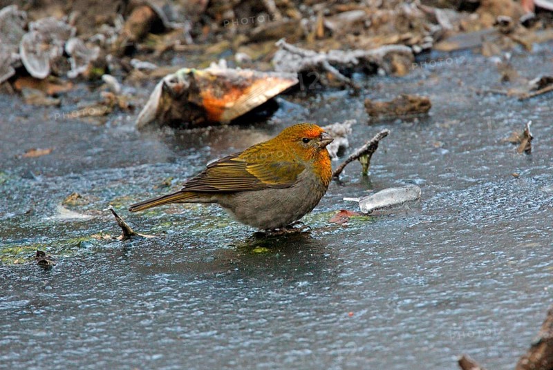 Crimson-browed Finch
