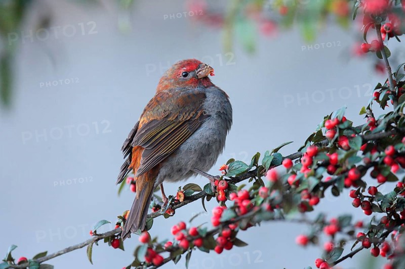 Crimson-browed Finch