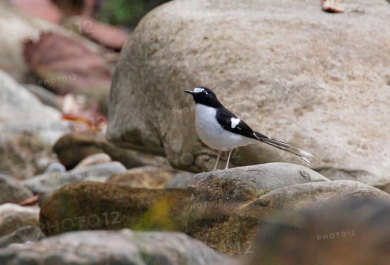 Black-backed Scissor-tail
