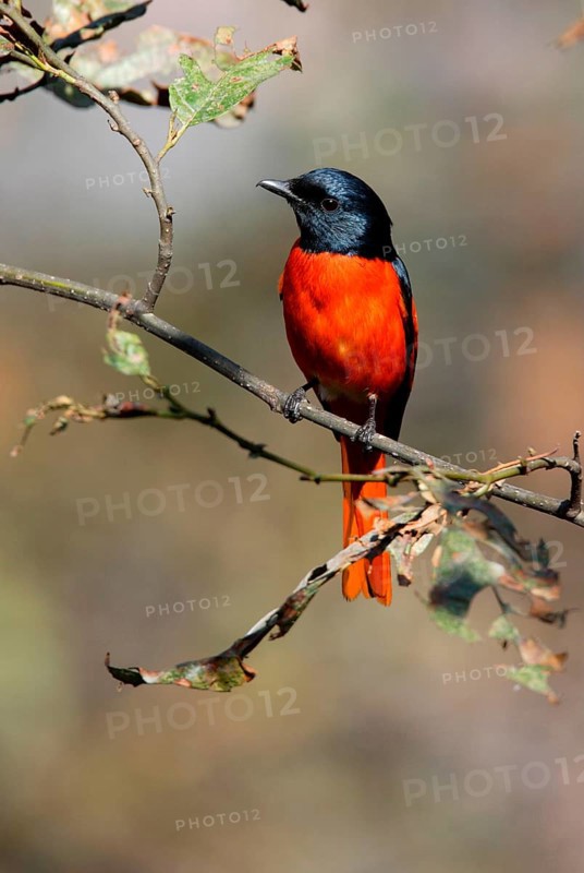 Orange minivet