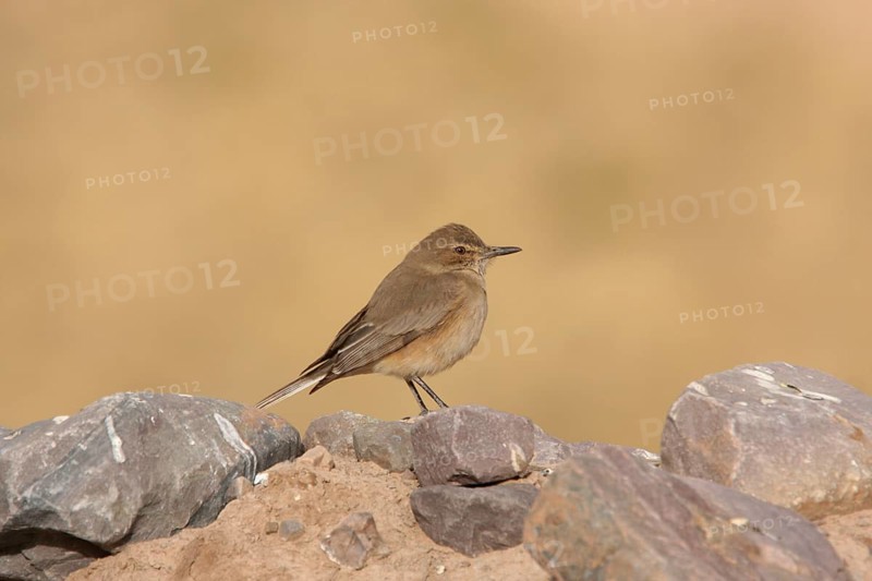 Black-billed Shrike-tyrant