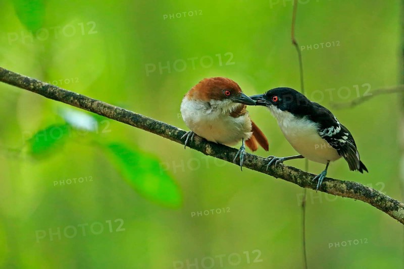 Great antshrike