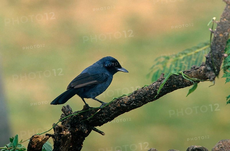 Mourning Shrike