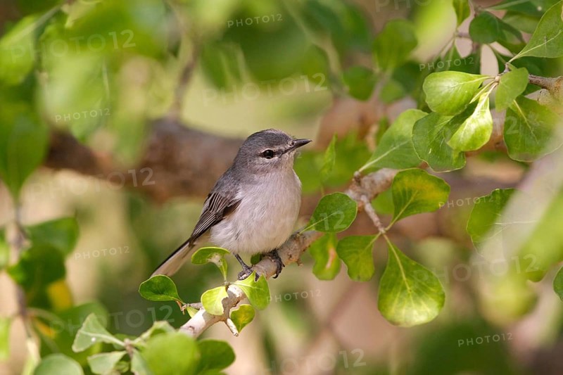 Grey Iron Flycatcher