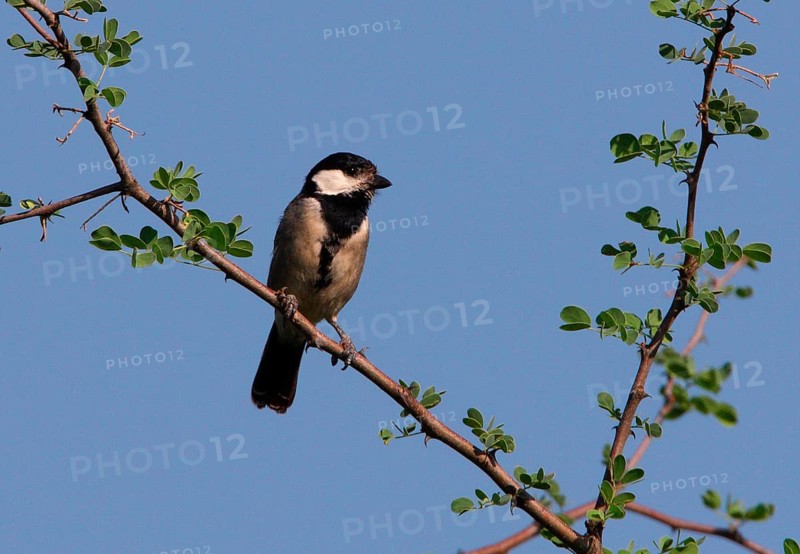 Melaniparus thruppi barakae