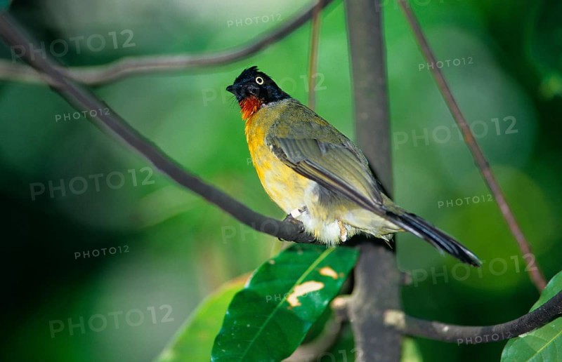 Black crested bulbul