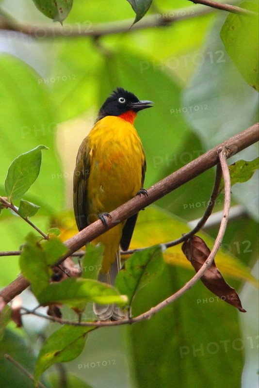 Black-crested Bulbul