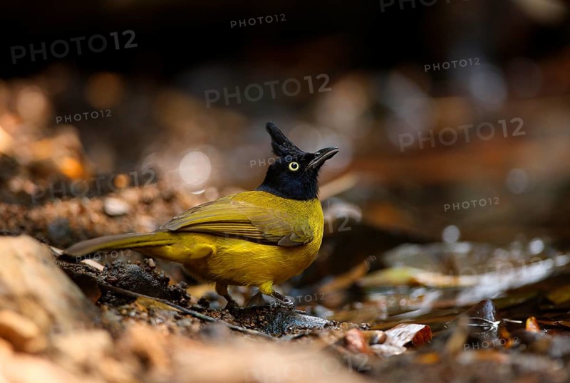 Black-crested Bulbul