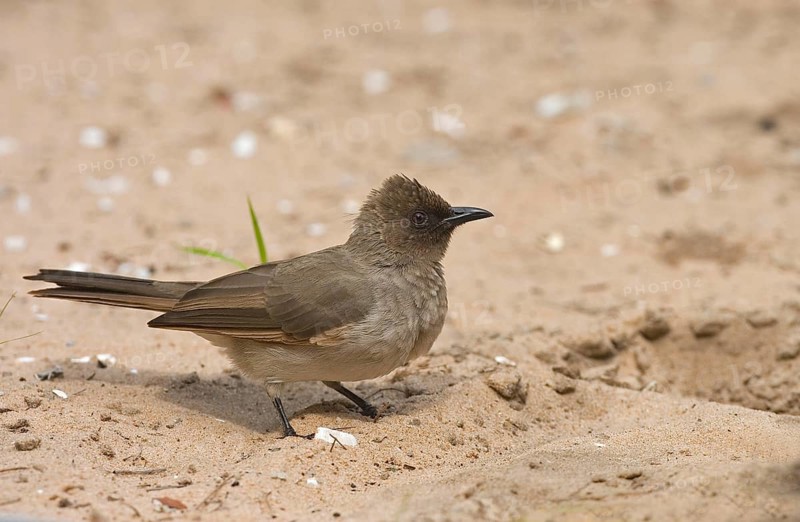 Common common bulbul