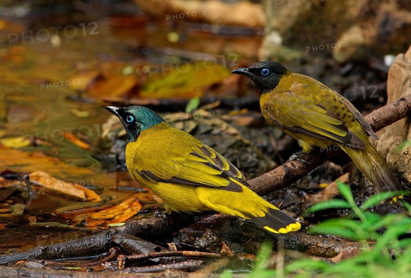 Black-headed Bulbul