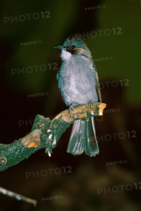 Brown-eared bulbul