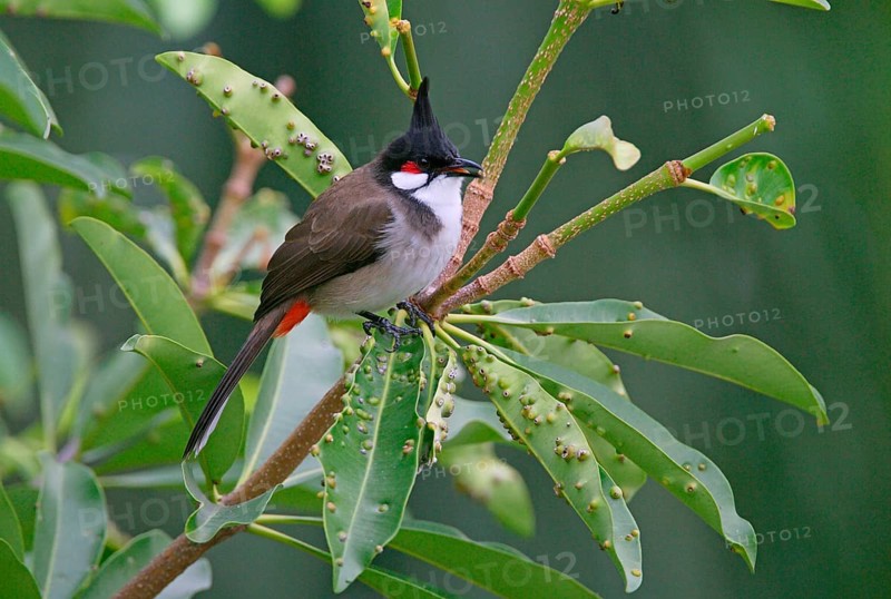 Red-bearded Bulbul